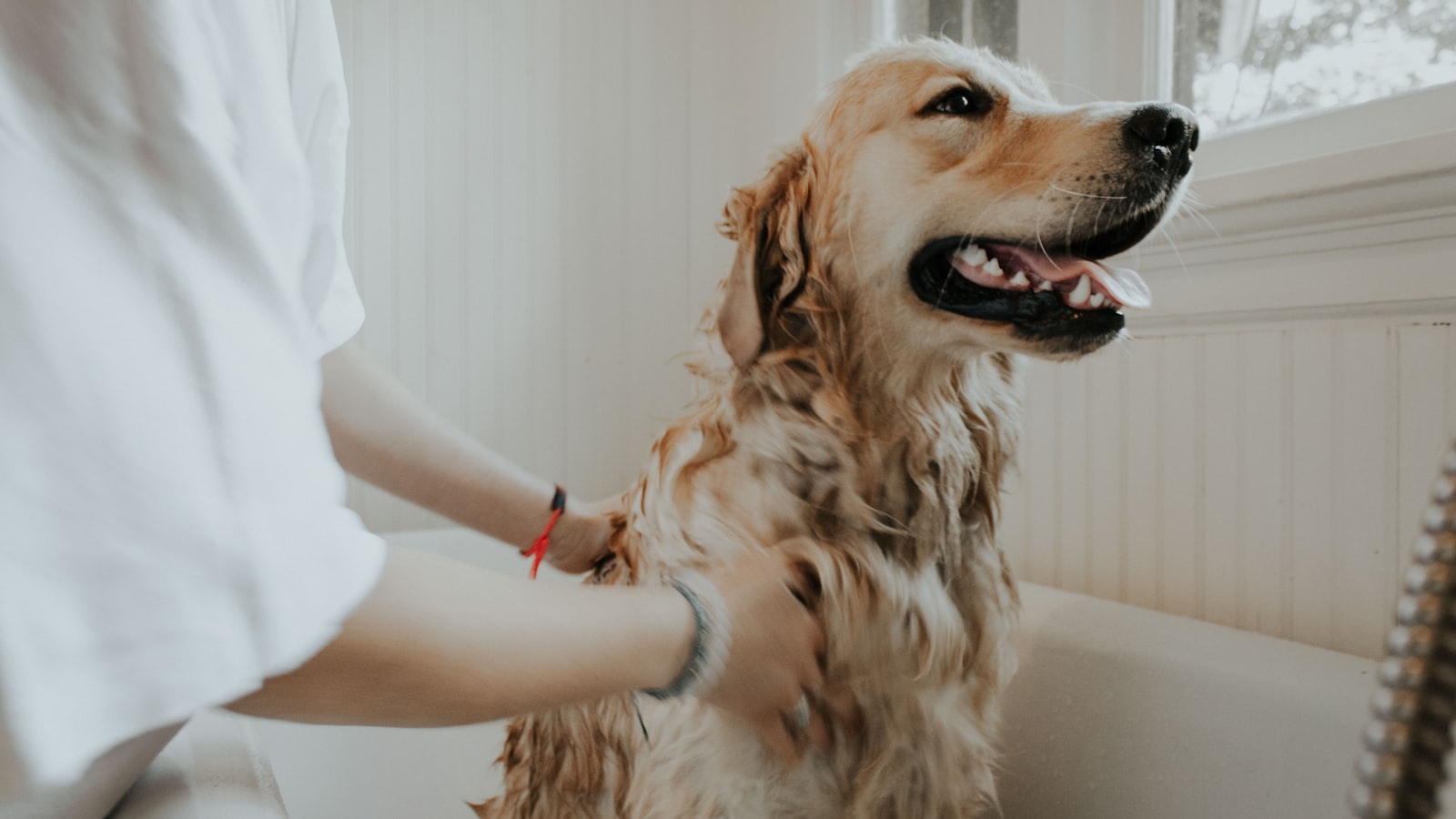 Dog being groomed at Magiceye Dog Spa