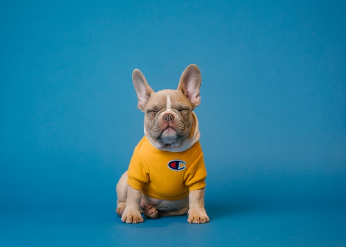Dog haircut grooming service